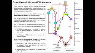 LightDark Mechanism of the Suprachiasmatic Nucleus [upl. by Indyc]