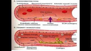 Hemostasis procoagulant state [upl. by Anitreb]