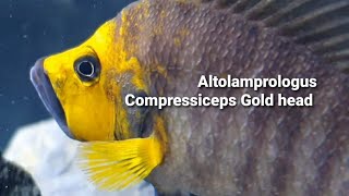 Altolamprologus Compressiceps Gold head [upl. by Cailean523]