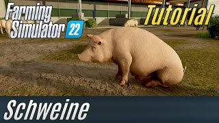 LS22 Tutorial Schweine für Einsteiger [upl. by Witcher]