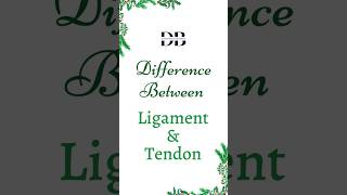 Difference Between Ligament and Tendon  Understanding the Contrast Tendons and Ligaments Explained [upl. by Akiram]