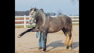 How to Teach Your Horse the Spanish Walk [upl. by Patrizio]