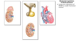 Hormonal regulation of blood pressure  RAA system [upl. by Athalie880]