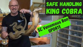 How to Handle A King Cobra Like a Pro Safety Tips For Elapids [upl. by Cummine611]