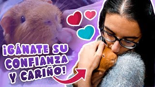 💗 GANARSE LA CONFIANZA Y CARIÑO DE LA COBAYA 🐹 6 consejos para que pierda el miedo y se acostumbre [upl. by Joappa]