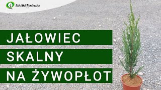 Jałowiec Skalny Blue Arrow  Roślina na Żywopłot Iglasty  Juniperus scopulorum [upl. by Lea808]