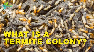 Termite Colonies How Termite Colonies are Formed [upl. by Anaynek270]