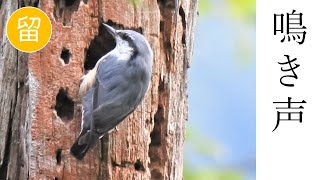 【解説付き】ゴジュウカラの鳴き声（さえずりと地鳴き） [upl. by Aneehta]