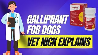 Galliprant for Dogs  Vet nick Horniman explains how it works and how to buy it affordably [upl. by Dunkin]