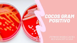 COCOS GRAM POSITIVOS Staphylococcus y StreptococcusMICROBIOLOGIA [upl. by Redd788]