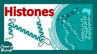 Histones  histones and nucleosomes  histone modification  structure of histones [upl. by Seigel]