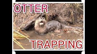 Otter Trapping 2014 in Minnesota [upl. by Hallee445]