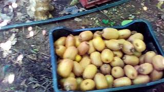 Συγκομιδή ακτινιδίων στο ΔίονΠιερίαςPicking kiwifruit in GreeceΑθανάσιος Πισαλίδης [upl. by Eidur257]