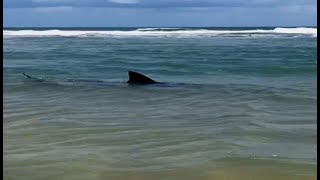 Tubarão flagrado na Praia de Boa Viagem em RecifePE [upl. by Ramed]