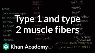 Type 1 and type 2 muscle fibers  Muscularskeletal system physiology  NCLEXRN  Khan Academy [upl. by Missak80]