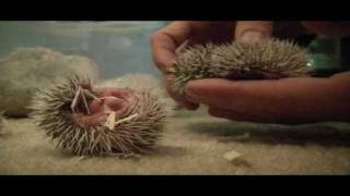 1 week old African Pygmy Hedgehogs [upl. by Aliuqehs731]