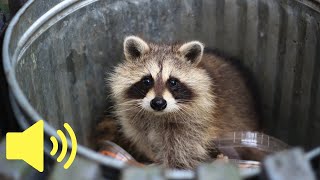 What does a Raccoon sound like  Animal Sounds [upl. by Yreme]