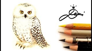 SchneeEule Hedwig zeichnen 🦉Vogel malen ❄️How to draw a Snowy Owl 🦉Kак се рисува бяла сова Хедуиг [upl. by Aramo778]