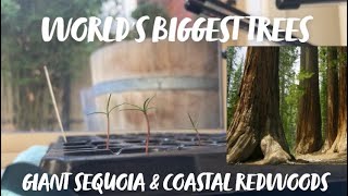 HOW to GERMINATE The World’s BIGGEST trees Giant Sequoia  Coastal Redwoods [upl. by Esilana]