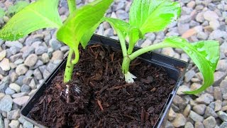 Propagating Hydrangea Cuttings the Easy Way [upl. by Ialokin]