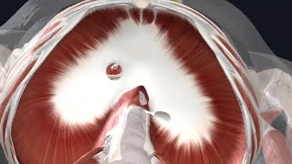 Thoracoabdominal diaphragm with 3 D animation Dissection discussion amp Development [upl. by Bunker]