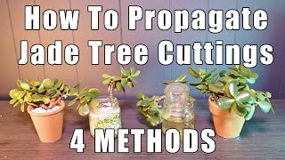 How To Propagate Jade  4 Ways and RESULTS [upl. by Adiel245]