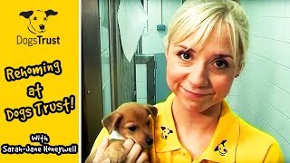 Rehoming at Dogs Trust with SarahJane Honeywell  Dogs Trust [upl. by Reham814]