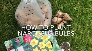 How To Plant Narcissus Bulbs How To Plant Daffodil Bulbs Get Gardening [upl. by Assenaj860]