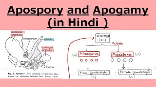 Apospory and Apogamy in pteridophytes  in Hindi [upl. by Sasnett]