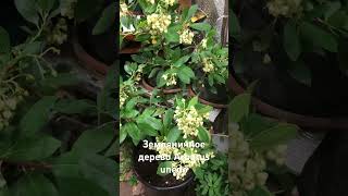 Arbutus unedo земляничное дерево [upl. by Napoleon835]