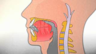 Corrección de la posición de la lengua durante la deglución [upl. by Sylvan]