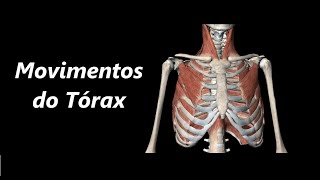 Movimentos do Tórax em 3D [upl. by Maurilia]