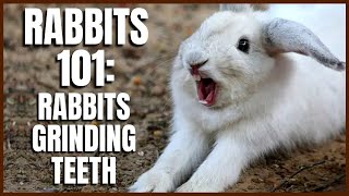 Rabbit 101 Rabbits Grinding Teeth [upl. by Prowel410]