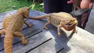 Bearded Dragons Fighting HD Slo Mo [upl. by Jaime]