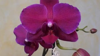 Distacco e rinvaso Keiki di Phalaenopsis [upl. by Enimisaj224]