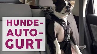 Sicherheit im Auto Anschnallgurt für Hunde [upl. by Acira353]