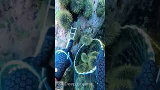 Exploring the Mysteries of Sea Urchins Beneath the Waves fish shark ocean [upl. by Everard]