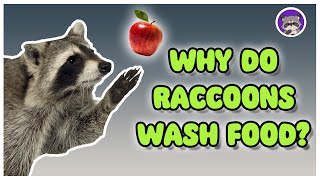 Why Do Raccoons Wash Food  The Critter Commute [upl. by Adnorehs]