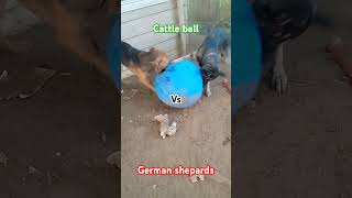 Its cattle ball verse german shepherd ball cattleball dog germanshepard toys [upl. by Alita638]