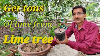 How to get Tons of 🍋limes from your lime 🌲 Tree [upl. by Ayad]