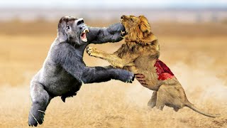 Gorilla vs Injured Lion Fight  This SHOULDNT Happen [upl. by Mahgirb676]