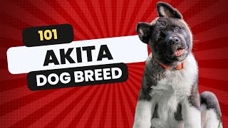 Akita  Description Temperament amp Facts [upl. by Norihs]