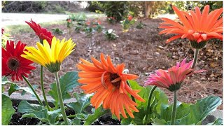 Gerbera Plant Complete Care for more flowers  Secret Fertilizer for Gerbera  Gerbera Daisies [upl. by Lionel]