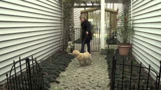 A Guide to Dog Care and Training  American Kennel Club [upl. by Tertius]