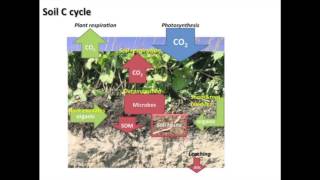 Speed Science The Soil Carbon Cycle [upl. by Hgielhsa339]