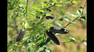 Australian Finger Lime  Fruit Taste Test and Tree Review San Diego CA May 2021 [upl. by Smiga13]