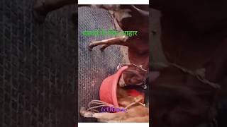 बछडो़ के लिए फ़ीड dairy dairyfarm trending youtubeshorts farming shorts [upl. by Padegs]