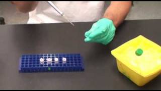 Serial Dilutions [upl. by Rust780]