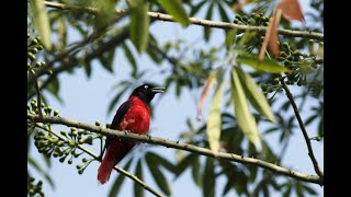 屏東縣的朱鸝Oriolus traillii （2020 01 03） [upl. by Aenet165]