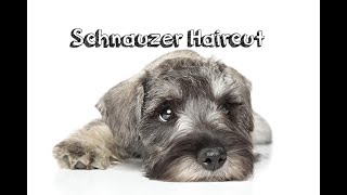 Schnauzer Haircut [upl. by Yhprum]